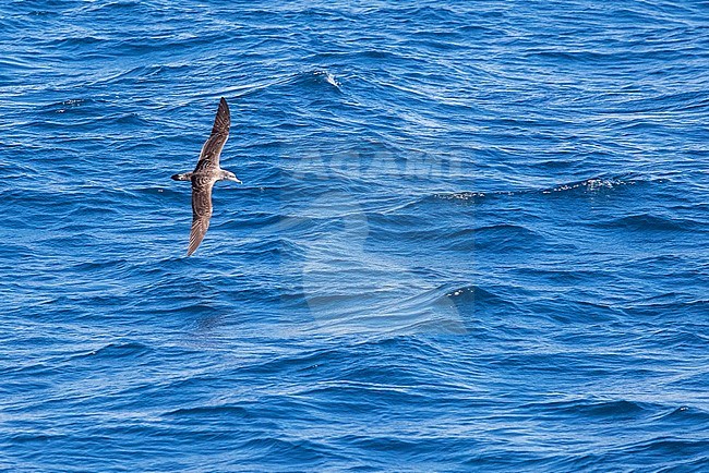 Scopoli's Shearwater (Calonectris diomedea) in the strait of Gibraltar off Tarifa in Spain. Flying over the sea. stock-image by Agami/Marc Guyt,