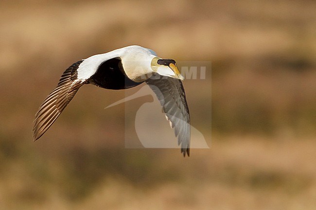 Common Eider (Somateria mollissima) flying in Churchill, Manitoba, Canada. stock-image by Agami/Glenn Bartley,