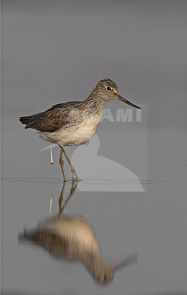 Common Greenshank  standing in water, Groenpootruiter staand in water stock-image by Agami/Jari Peltomäki,