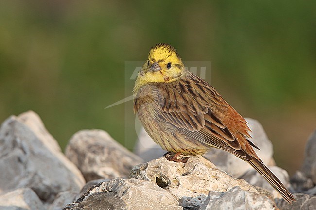 Yellowhammer (Emberiza citrinella), breeding male sitting on a rock in Langstrup Mose in Denmark. stock-image by Agami/Helge Sorensen,