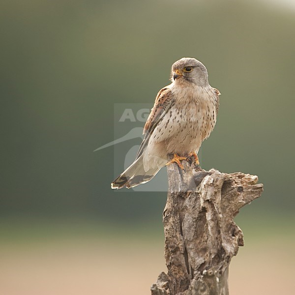 Torenvalk zittend op paal; Common Kestrel perched on pole stock-image by Agami/Han Bouwmeester,