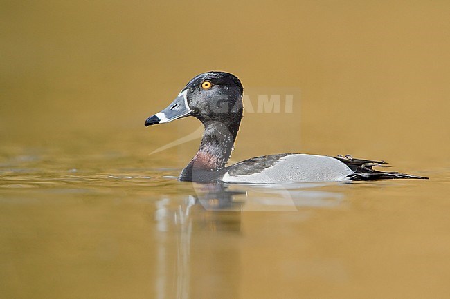 Ring-necked Duck (Aythya collaris) swimming on a pond near Victoria, BC, Canada. stock-image by Agami/Glenn Bartley,