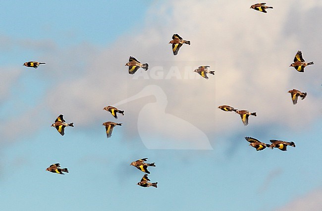 Groep Putters op doortrek; Flock of Goldfinch, Finland August stock-image by Agami/Tomi Muukkonen,