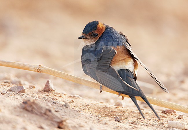 Roodstuitzwaluw zittend; Red-rumped Swallow perched stock-image by Agami/Markus Varesvuo,