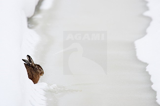 Europese Haas in de sneeuw, European Hare in the snow stock-image by Agami/Menno van Duijn,