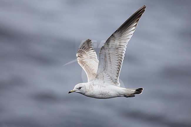 Second calendar year Common Gull, Larus canus, in flight in Norway. stock-image by Agami/Daniele Occhiato,