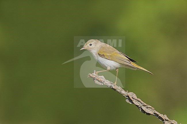 Western Bonelli's Warbler (Phylloscopus bonelli) perched at an exposed branch in Italy. stock-image by Agami/Alain Ghignone,