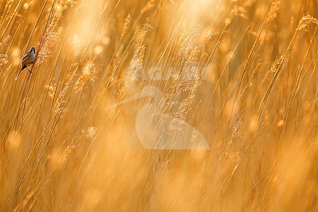 Baardmannetje; Bearded Reedling; stock-image by Agami/Chris van Rijswijk,