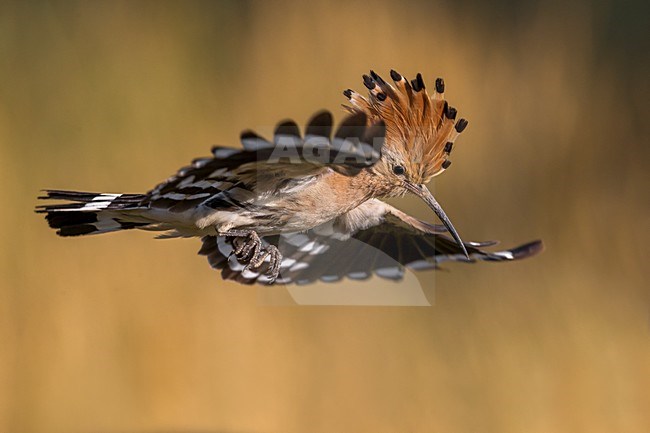 Hop in vlucht; Eurasian Hoopoe in flight stock-image by Agami/Daniele Occhiato,