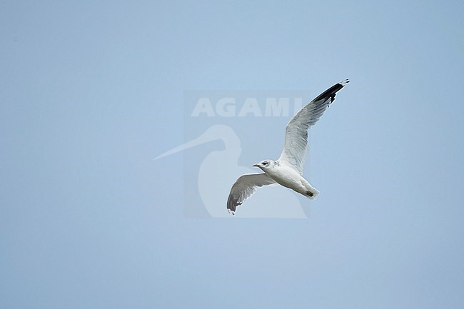 An adult Common Gull (Larus canus heinei) on migration. stock-image by Agami/Mathias Putze,