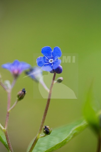 Blue-Eyed-Mary leaf stock-image by Agami/Wil Leurs,