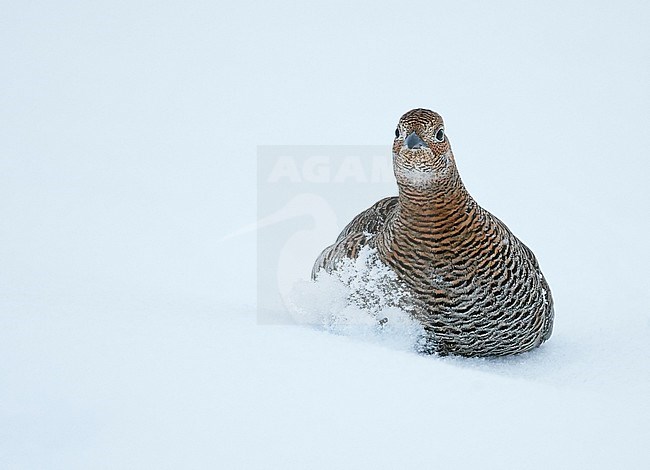 Black Grouse (Lyrurus tetrix) in snow covered forest clearing near Suomussalmi in Finland during a cold winter. Female standing in deep snow. stock-image by Agami/Markus Varesvuo,
