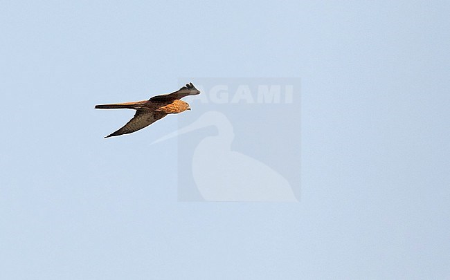 Fox Kestrel (Falco alopex) in Ghana. stock-image by Agami/Pete Morris,