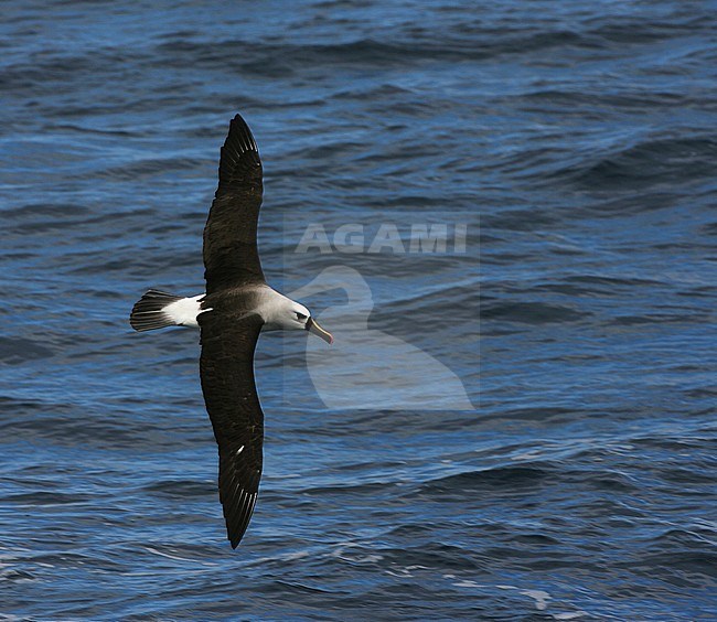 Atlantic Yellow-nosed Albatross (thalassarche chlororhynchos) on the Southern Atlantic Ocean. Following the ship. stock-image by Agami/Marc Guyt,