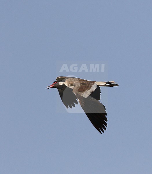 Red-wattled Lapwing, Vanellus indicus stock-image by Agami/James Eaton,