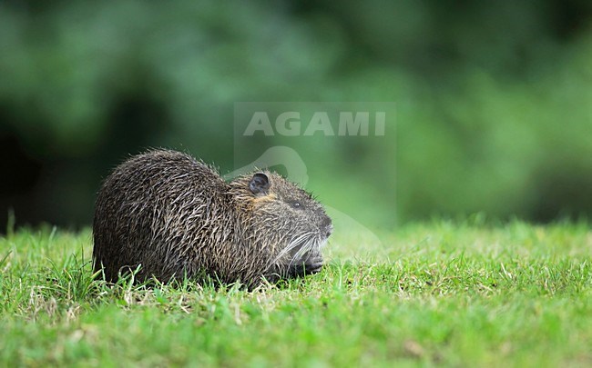 Beverrat gras etend; A Coypu is eating grasses on the banks of a small river stock-image by Agami/Jacques van der Neut,