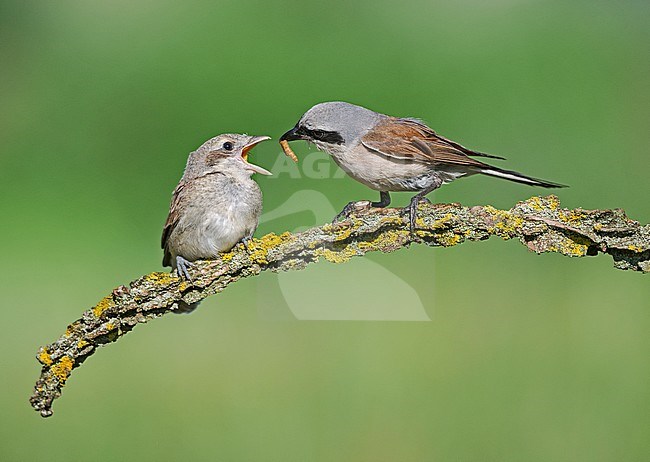 Male Red-backed Shrike (Lanius collurio) feeding young bird stock-image by Agami/Alain Ghignone,