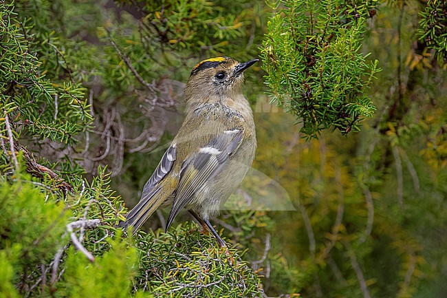 Azores Goldcrest (Regulus azoricus azoricus) flying at Furnas lake, Sao Miguel, Azores, Portugal. stock-image by Agami/Vincent Legrand,