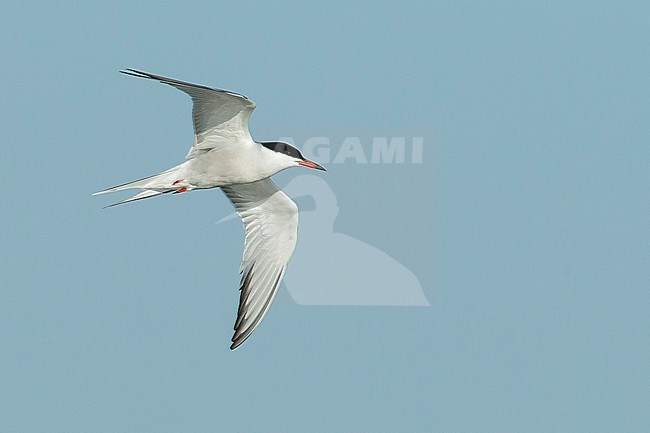 Adult Common Tern (Sterna hirundo) flying over the beach in Galveston County, Texas. stock-image by Agami/Brian E Small,