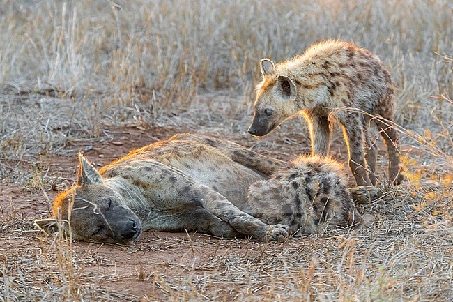 Spotted Hyena (Crocuta crocuta), an adult female and two cubs resting, Mpumalanga, South Africa stock-image by Agami/Saverio Gatto,