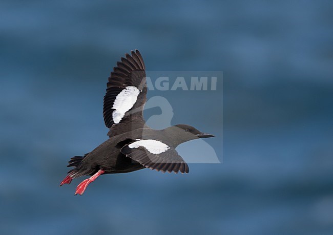 Zwarte Zeekoet, Black Guillemot, Cepphus grylle arcticus stock-image by Agami/Hugh Harrop,