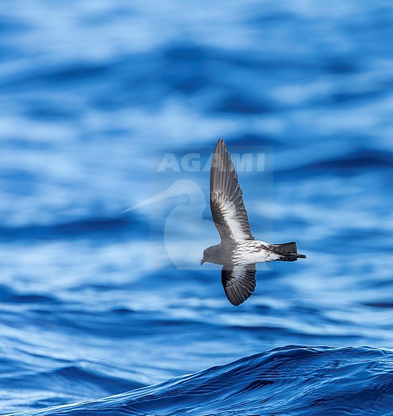 New Zealand Storm Petrel (Fregetta maoriana), a critically endangered seabird species endemic to New Zealand. Flying above the ocean surface. stock-image by Agami/Marc Guyt,