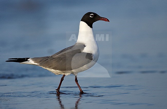 Adult breeding 
Galveston Co., TX, 
April 2007 stock-image by Agami/Brian E Small,