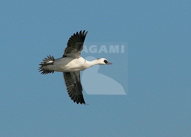 Side view of an adult male Smew (Mergellus albellus) in flight. Finland stock-image by Agami/Markku Rantala,