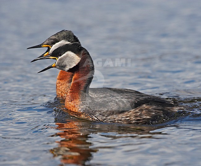 Red-necked Grebe adult swimming; Roodhalsfuut volwassen zwemmend stock-image by Agami/Markus Varesvuo,