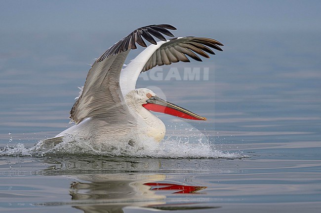 Dalmatian Pelican (Pelecanus crispus) flying over water of lake Kerkini in Greece. stock-image by Agami/Marcel Burkhardt,