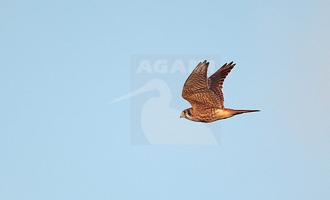 American Kestrel (Falco sparverius) migrating over Higbee Beach, Cape May, New Jersey in USA. Showing under wing. stock-image by Agami/Helge Sorensen,