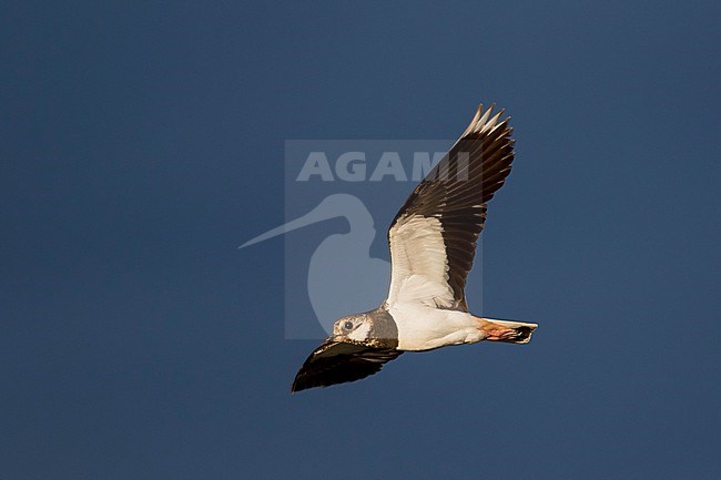 Northern Lapwing - Kiebitz - Vanellus vanellus, Russia (Baikal), adult stock-image by Agami/Ralph Martin,