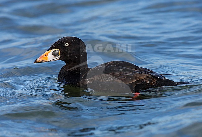 Adult male
Los Angeles Co., CA
April 2008 stock-image by Agami/Brian E Small,