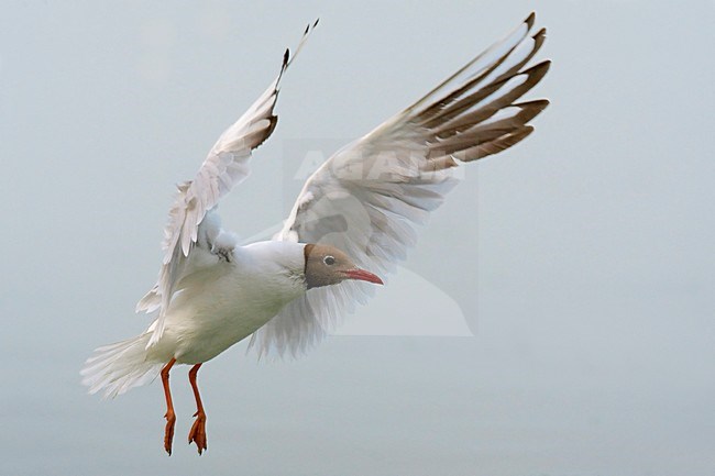 Kokmeeuw volwassen vliegend; Black-headed Gull adult flying stock-image by Agami/Daniele Occhiato,