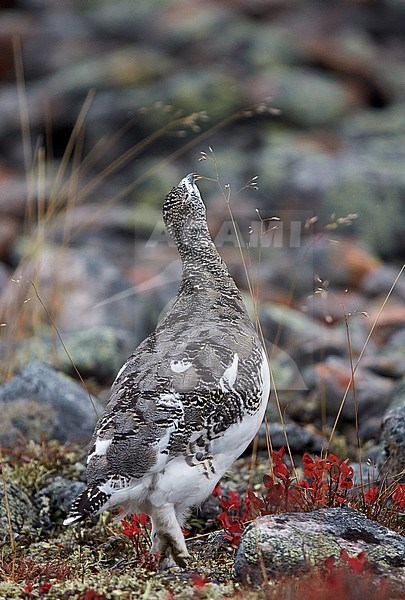 Vrouwtje Alpensneeuwhoenfoeragerend, Female Rock Ptarmigan foraging stock-image by Agami/Markus Varesvuo,
