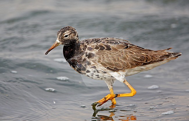 Volwassen mannetje Kemphaan in zomerkleed; Adult male Ruff in breeding plumage stock-image by Agami/Markus Varesvuo,