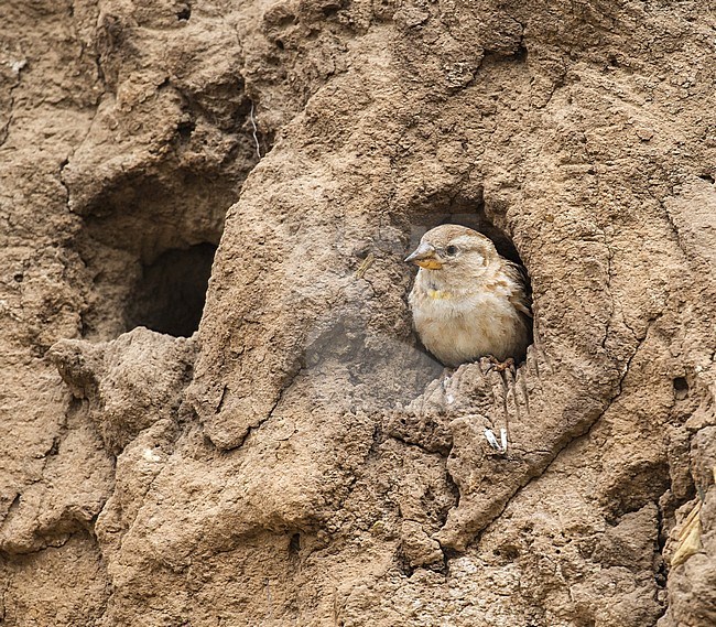 Rock sparrow (Petronia petronia) infront of a nesting hole stock-image by Agami/Pete Morris,