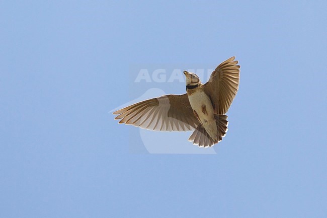 Bergkalanderleeuwerik in de vlucht; Bimaculated lark in flight stock-image by Agami/Daniele Occhiato,