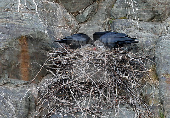 Raaf; Common Raven; Corvus corax; adult pair at nest with small chick stock-image by Agami/Dick Forsman,