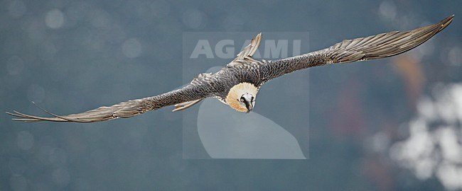 Volwassen Lammergier in de vlucht; Adult Bearded Vulture in flight stock-image by Agami/Markus Varesvuo,