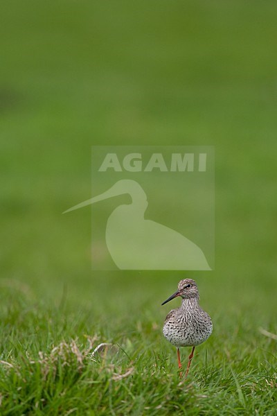 Tureluur in weiland; Common Redshank in meadow stock-image by Agami/Arnold Meijer,