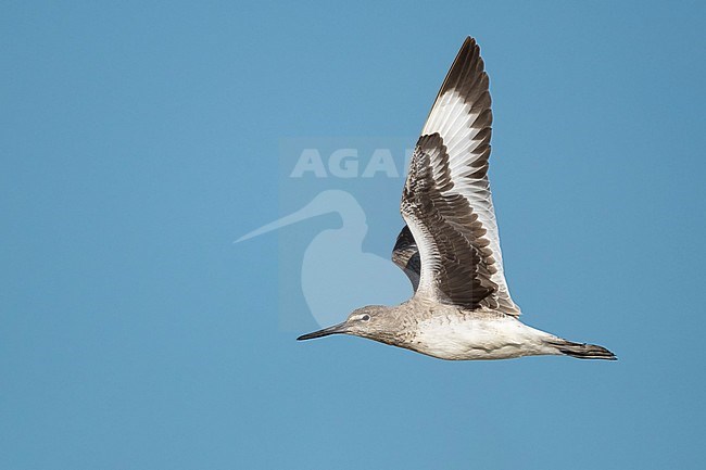 Adult Willet (Tringa semipalmata) at coastal area of Galveston County, Texas, USA, during spring migration. stock-image by Agami/Brian E Small,