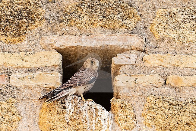 Immature Lesser Kestrel (Falco naumanni) at a breeding colony in Spain. stock-image by Agami/Marc Guyt,