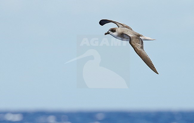 Desertas Petrel (Pterodroma deserta) Madeira Portugal August 2012 stock-image by Agami/Markus Varesvuo,