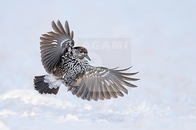 Spotted Nutcracker (Nucifraga caryocatactes) flying over  the snow in bulgarian mountain. stock-image by Agami/Marcel Burkhardt,