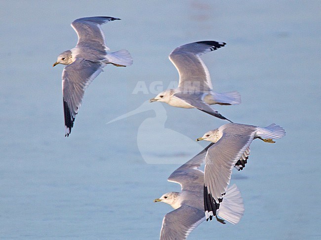 Adult Ring-billed Gull (Larus delawarensis) in winter plumage. A rare vagrant to the Netherlands. stock-image by Agami/Harvey van Diek,
