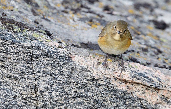 Juveniel of vrouwtje Blauwstaart; Juvenile or female Red-flanked Bluetail stock-image by Agami/Markus Varesvuo,