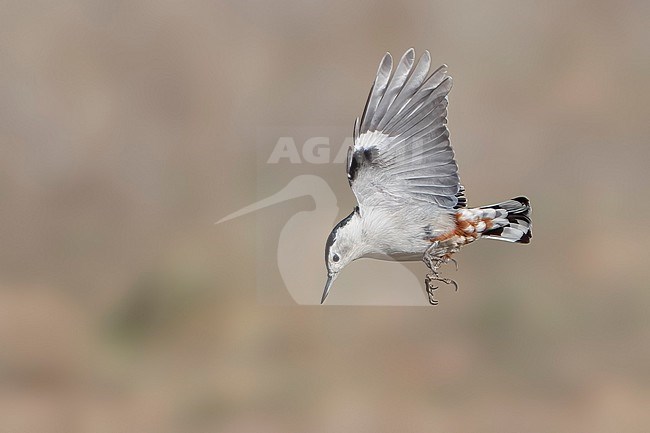 Adult male
Santa Barbara Co., CA
November 2021 stock-image by Agami/Brian E Small,