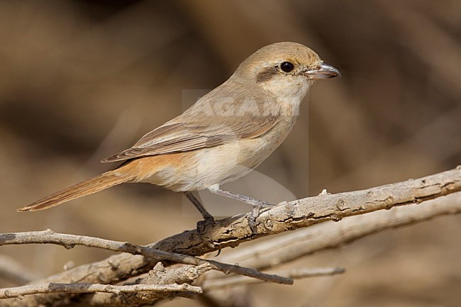 Daurische Klauwier; Daurian Shrike stock-image by Agami/Daniele Occhiato,