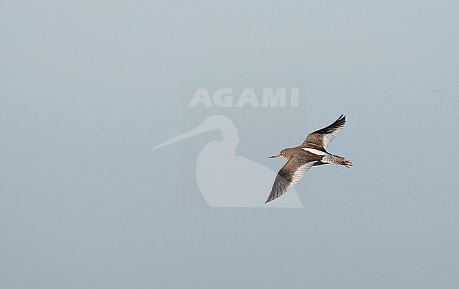 Icelandic Redshank (Tringa totanus robusta) wintering at Liseleje in Denmark. Flying away, showing upper wing. stock-image by Agami/Helge Sorensen,